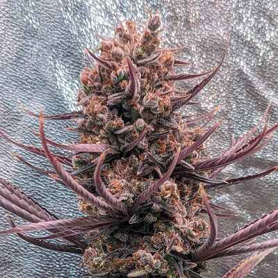 Panama Haze reguläre Samen