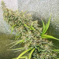 Semillas regulares de Thai x Panama