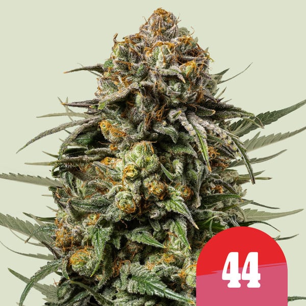 Gelato 44 Feminised Seeds