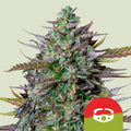 GOAT'lato Auto Feminisierte Samen