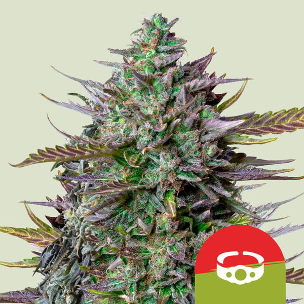 GOAT'lato Auto Feminisierte Samen