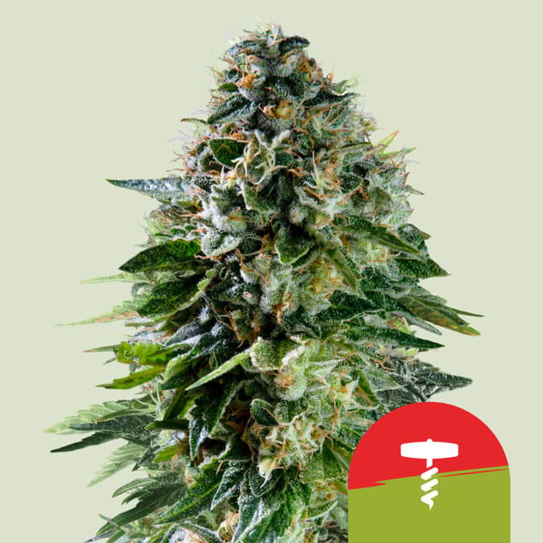 Corkscrew Auto Feminisierte Samen