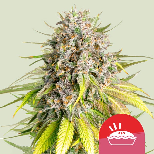 Punch Pie Feminised Seeds