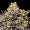 Biscotti Zkittlez feminisierte Samen