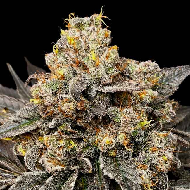 Biscotti Zkittlez feminisierte Samen