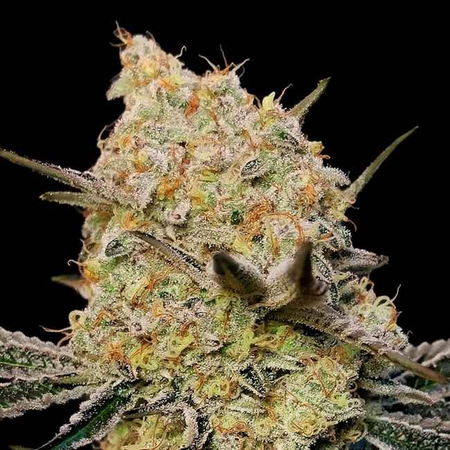 Gelato Mint Feminisierte Samen