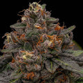 Semillas feminizadas de Korenji