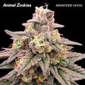 Semillas feminizadas de Animal Zookies