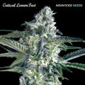 Semillas feminizadas Critical Lemon FAST