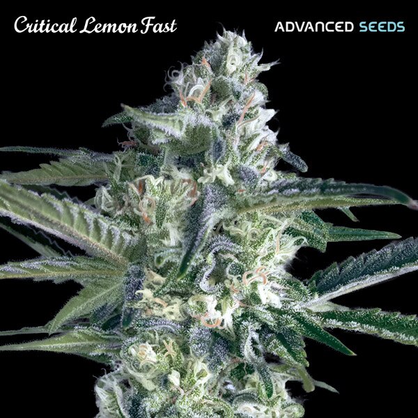 Critical Lemon FAST Feminised Seeds