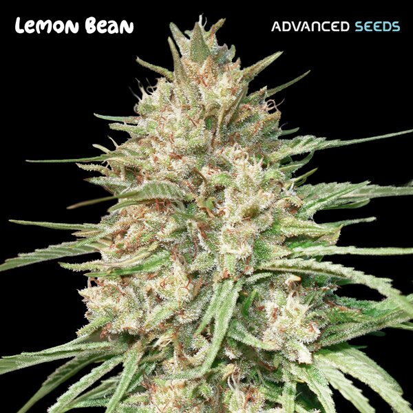 Lemon Bean Feminised Seeds