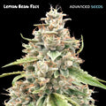 Semillas feminizadas Lemon Bean FAST