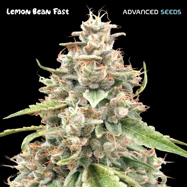 Lemon Bean FAST Feminised Seeds