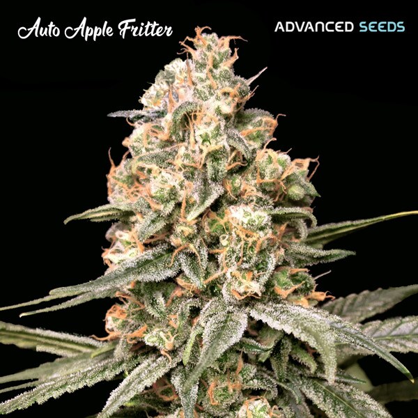 Semillas feminizadas de Apple Fritter Auto