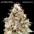 Forbidden Fruit Auto Feminised Seeds