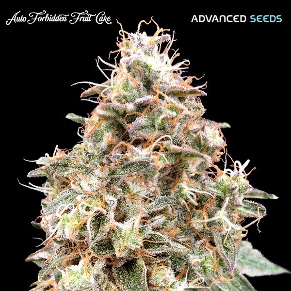 Semillas feminizadas de Forbidden Fruit Auto