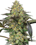 Semillas feminizadas de Grapevine Candy
