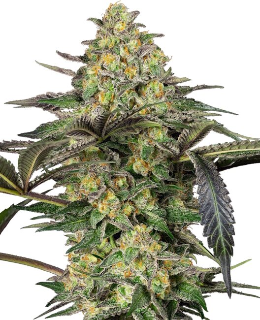 Semillas feminizadas de Grapevine Candy