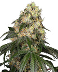 Semillas feminizadas de White Biscotti OG XXL