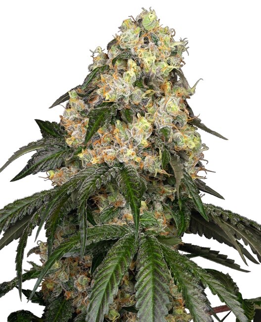 Semillas feminizadas de White Biscotti OG XXL