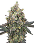 Semillas feminizadas de Sweet Berry Breeze