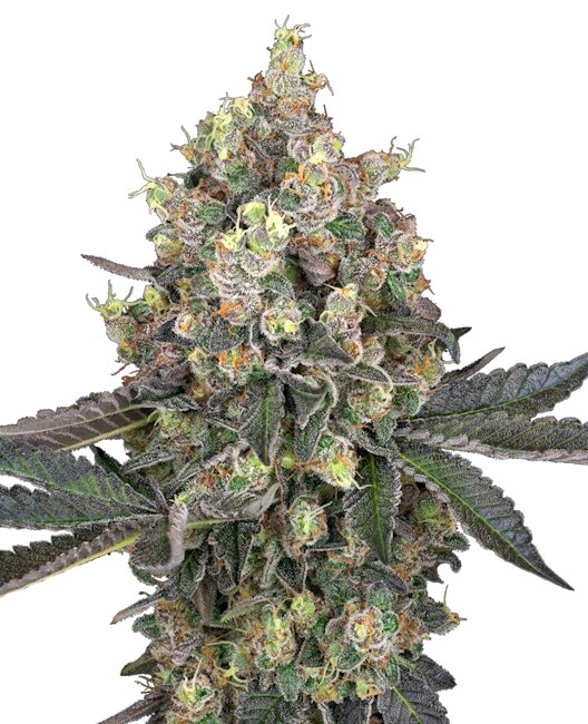 Semillas feminizadas de Sweet Berry Breeze