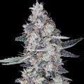 CheMACal Romance Auto Feminised Seeds