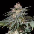 Semillas feminizadas de Lemon Tree FAST
