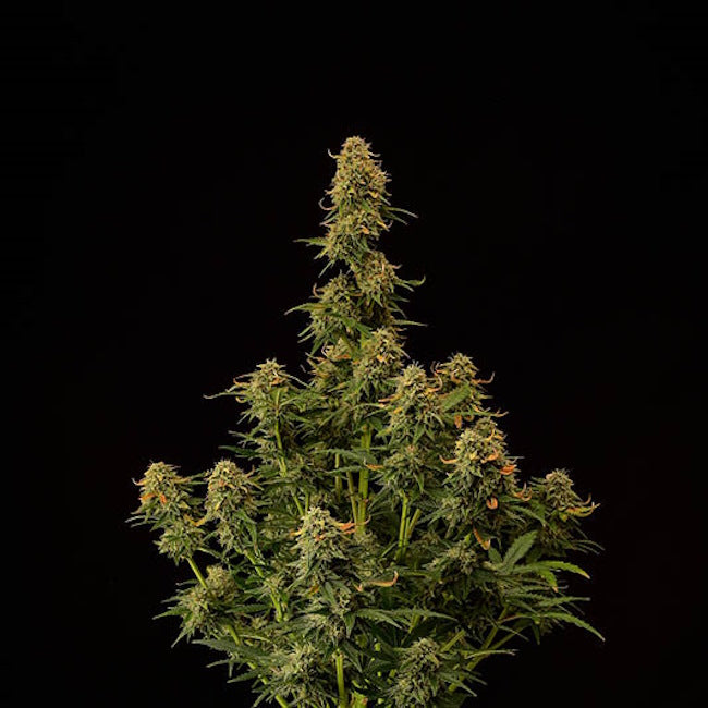 Amaretto Tarmac Auto Feminised Seeds