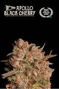 Apollo Black Cherry Auto Feminised Seeds