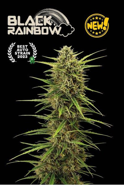 Black Rainbow Auto Feminised Seeds