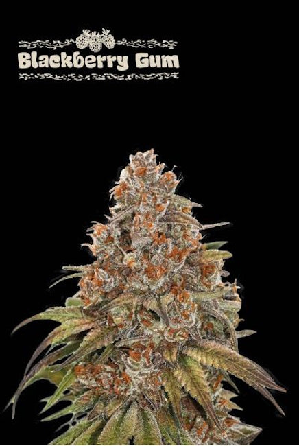 Semillas feminizadas de Blackberry Gum Auto