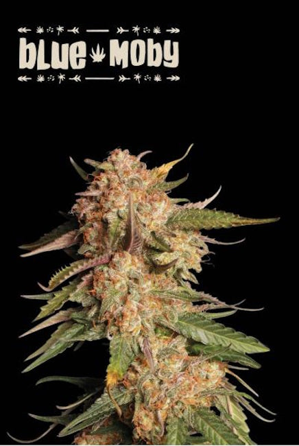 Semillas feminizadas de Blue Moby Auto