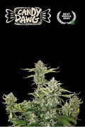 Semillas feminizadas de Candy Dawg Auto