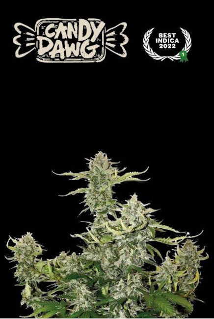 Semillas feminizadas de Candy Dawg Auto