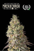 Mack & Crack Auto Feminisierte Samen
