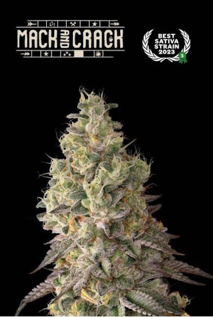 Semillas feminizadas de Mack & Crack Auto
