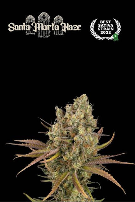 Semillas feminizadas de Santa Marta Haze Auto