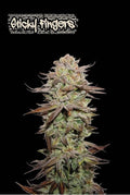 Semillas feminizadas Sticky Fingers Auto