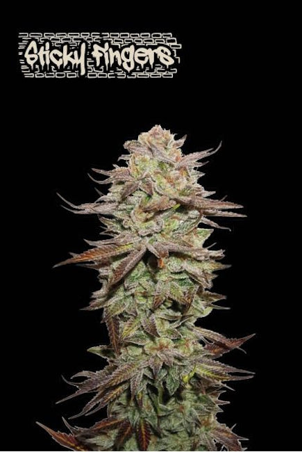 Semillas feminizadas Sticky Fingers Auto