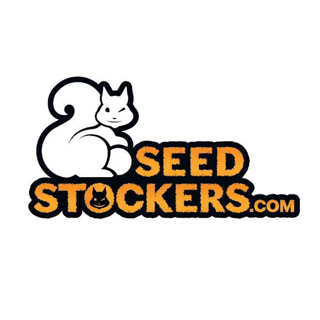 Terp & Tonic Auto Feminised Seeds
