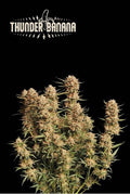 Semillas feminizadas de Thunder Banana Auto