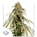 Semillas feminizadas de Ice Cream Haze