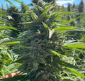 Semillas feminizadas de Wedding Cake Auto