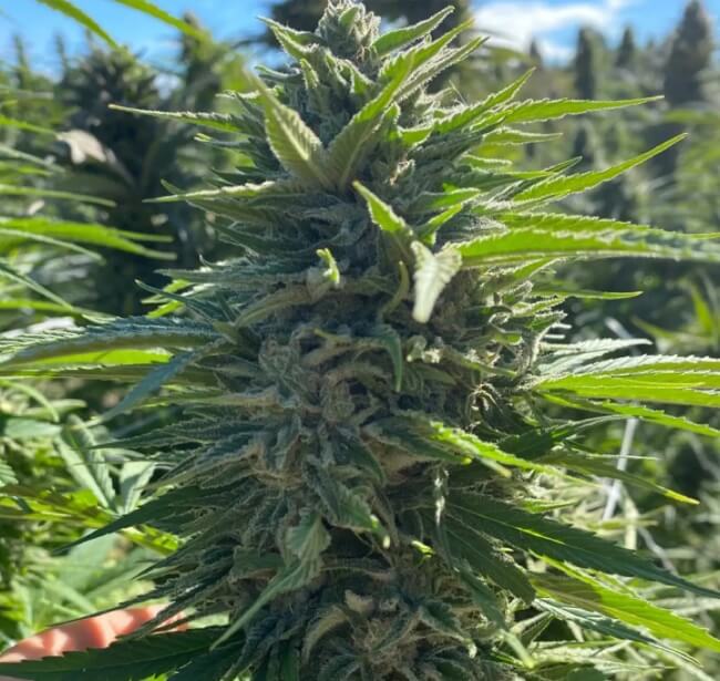 Semillas feminizadas de Wedding Cake Auto