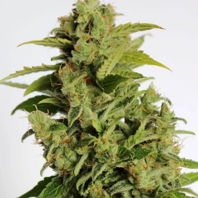 Semillas feminizadas de Cherry Bear Kush Auto