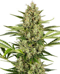 Jack Herer Auto Feminisierte Samen