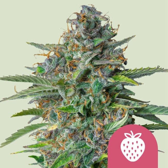 Strawberry Cough Feminised Seeds