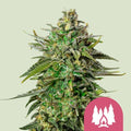Larry OG Feminised Seeds