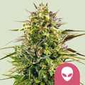 Alien OG Feminised Seeds